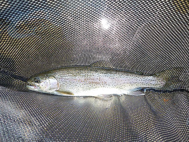 Kettle Trout3.JPG